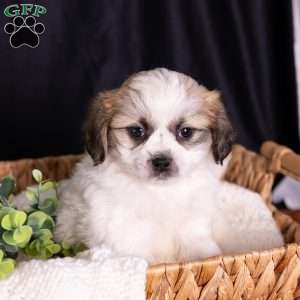 Seth, Teddy Bear Puppy